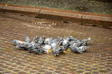 pigeons on the street