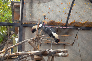 Beautiful bird in a zoo. Animal. Wildlife