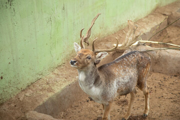 Naklejka na ściany i meble Deer in the zoo. Animal. Lifestyle