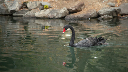 Beautiful swan in the lake.