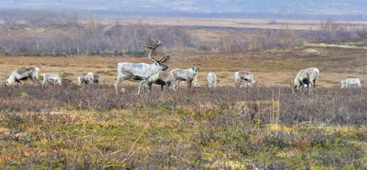 herd of reindeers grazing in a field in northern Norway with beautiful male .
