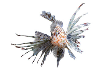 Beautiful dwarf lionfish on isolated background, Dwarf lionfish closeup white background