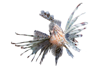 Beautiful dwarf lionfish on isolated background, Dwarf lionfish closeup white background