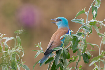 European roller - Coracias garrulus - perched at brown purple background. Photo from Danube Delta in Romania.