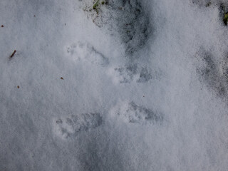Small footprints of four paws of Eurasian Red Squirrel (Sciurus vulgaris) on ground covered with...