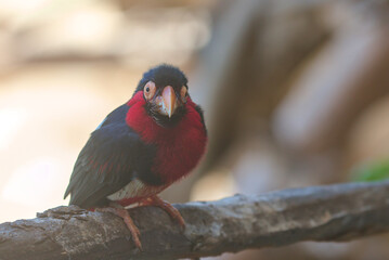 Bearded Barbet - African Barbet sitting on a branch. Barbets are near passerine birds with a worldwide tropical distribution, although New World and Old World barbets are placed in different families.