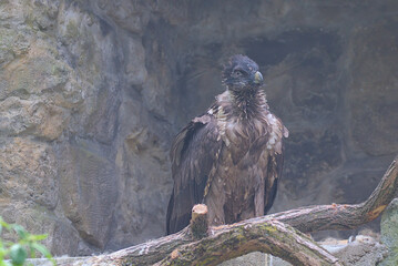 The bearded vulture, also known as the lammergeier and ossifrage, is a very large bird of prey. A large bird with a curved beak stands on a rock.