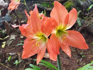 Fototapeta premium orange tiger lilly