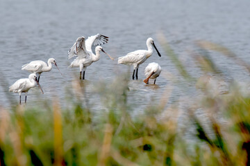 Eurasian Spoonbill captured from Nalsarovar Bird Sanctuary. Gujarat