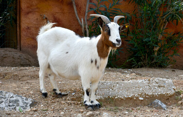 Domestic goat (Capra aegagrus hircus) is a domesticated species of goat antelope that is commonly raised as livestock. Farm animal. Calm goat animal in a Greek zoo.