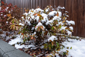 Close-up of the first snow on a small bush near a brown fence. Selective focus. Horizontal. Red and green shades.