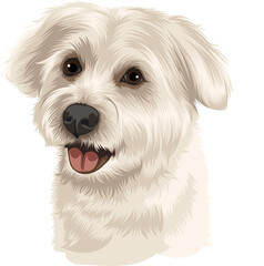 west highland white terrier