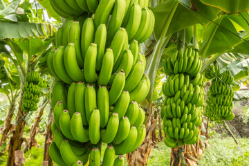 Green tropical banana fruits close-up on banana plantation - 686015144