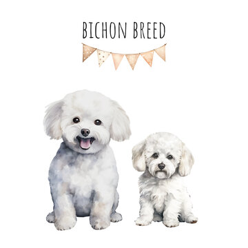 Watercolor bichon breed adult dog and puppy. Watercolor collection of dogs.