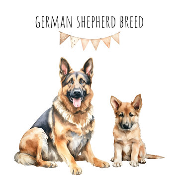 Watercolor german shepherd breed adult dog and puppy. Watercolor collection of dogs.