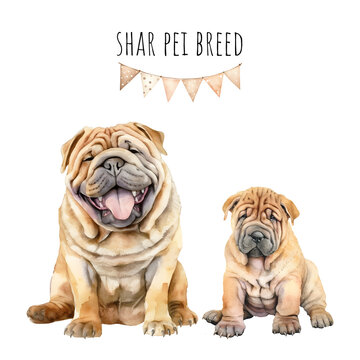Watercolor shar pei breed adult dog and puppy. Watercolor collection of dogs.