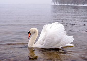 Obraz premium A white swan swims on a winter lake