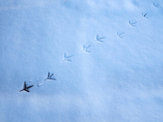 雪に残った鳥の足跡