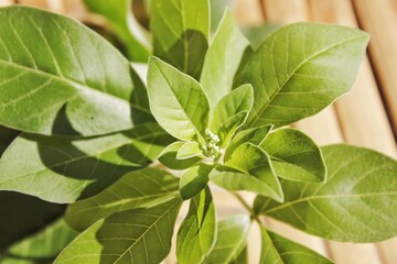 green leaves on white background