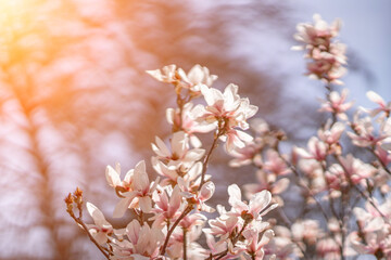 Blooming magnolia in spring against pastel bokeh blue sky and pink background, wide composition.