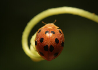 The lady bug is resting on a beautiful green stalk