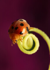 Very beautiful red lady bug on the grass
