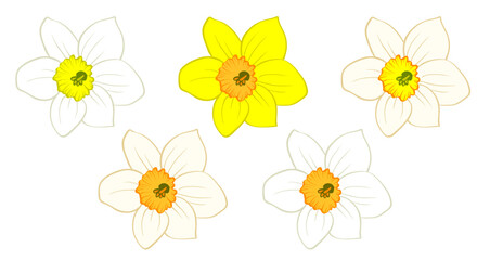Daffodil flower bud, narcissus blooming head isolated on white. Hand drawn sketch of yellow and orange colors. Vector picture for Easter illustration, spring or summer colorful floral design, print.