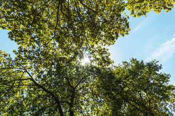 Obraz premium leaves against blue sky