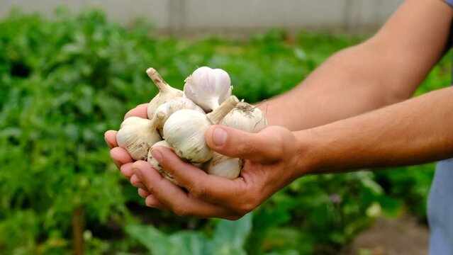 A man farmer harvests garlic in his garden. Selective focus.