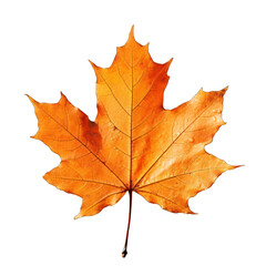 Orange Autumn Leaf Isolated on Transparent or White Background, PNG