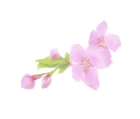 桜の花と蕾のリアルな水彩イラスト
