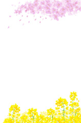 散る桜と菜の花の水彩背景イラスト - obrazy, fototapety, plakaty