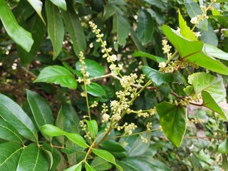 Longan flowers that will become fruit in the garden during the day.