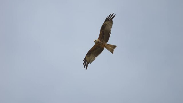 Majestic red kite eagle in the air gliding and soaring against blue sky in summer - close up tracking shot
