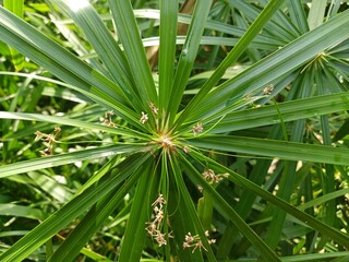 Closeup of the head of a beautiful Cyperus papyrus plant. Cyperus papyrus is a species of aquatic...