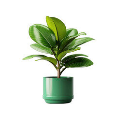 Green Potted Plant Isolated on Transparent or White Background, PNG