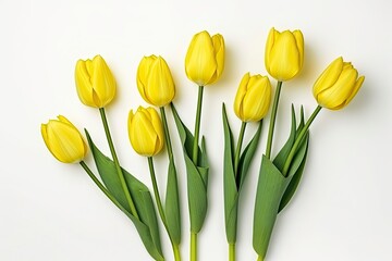 Spring Flower Yellow Tulips in Green Leaves on White Background. For Valentine's Day, Easter, Birthday, Happy Women's Day, Mother's Day.