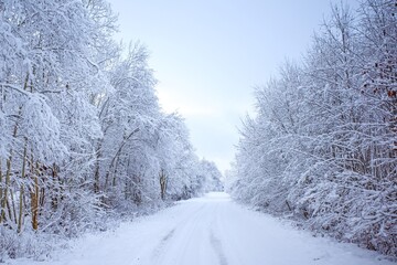 Snowy winter road in the forest. Beautiful winter landscape.