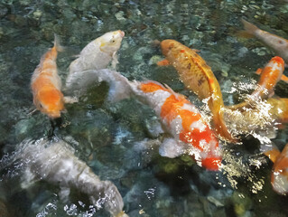 Fototapeta na wymiar Koi carp - Japanese floating fish of beautiful color variations, living in an artificial pond top view