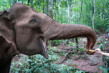 Happy Elephant Eating a Banana - Mondulkiri, Cambodia 