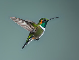 fliegender Kolibri mit grünem Hals - obrazy, fototapety, plakaty