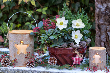 Weihnachts-Arrangement mit Christrose, Skimmia japonica und Koniferen in alter Guglhupfform und mit...