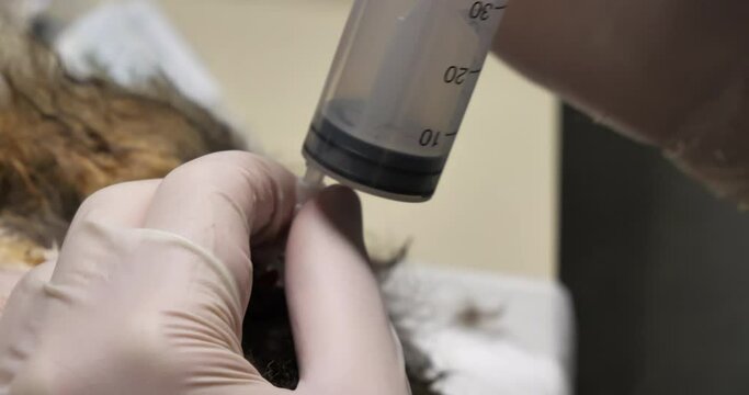 The veterinarian pumps urine from the bladder through a catheter in the cat's urethra. The doctor flushes the cat's bladder through a urinary catheter. The cat has urolithiasis and urinary retention.