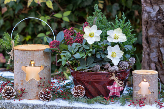 Weihnachts-Arrangement mit Christrose, Skimmia japonica und Koniferen in alter Guglhupfform und mit Holzlaternen