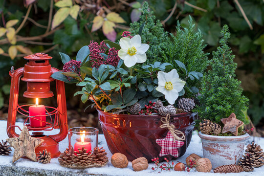 Weihnachts-Arrangement mit Christrose, Skimmia japonica und Koniferen in alter Guglhupfform und mit Kerzen
