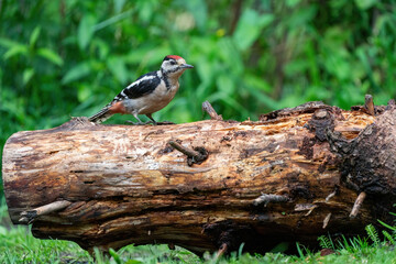 A woodpecker searches for insects on a tree trunk. Red feathers, green natural background in the forest. Happy animal, one animal.