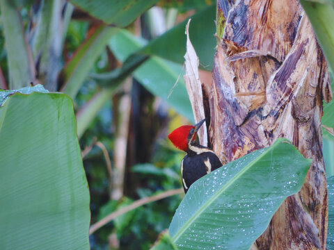 p&aacute;jaro carpintero 