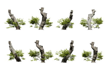 tree stump isolated on transparent background