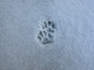Cat footprints on clean snow. Cat paw prints on the snow surface