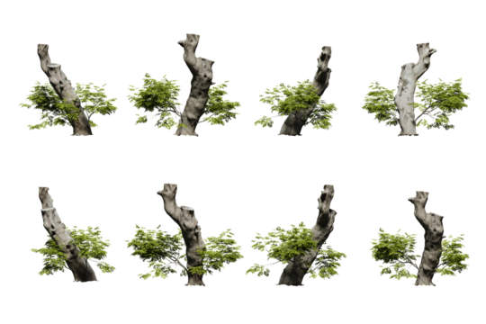 tree stump isolated on transparent background